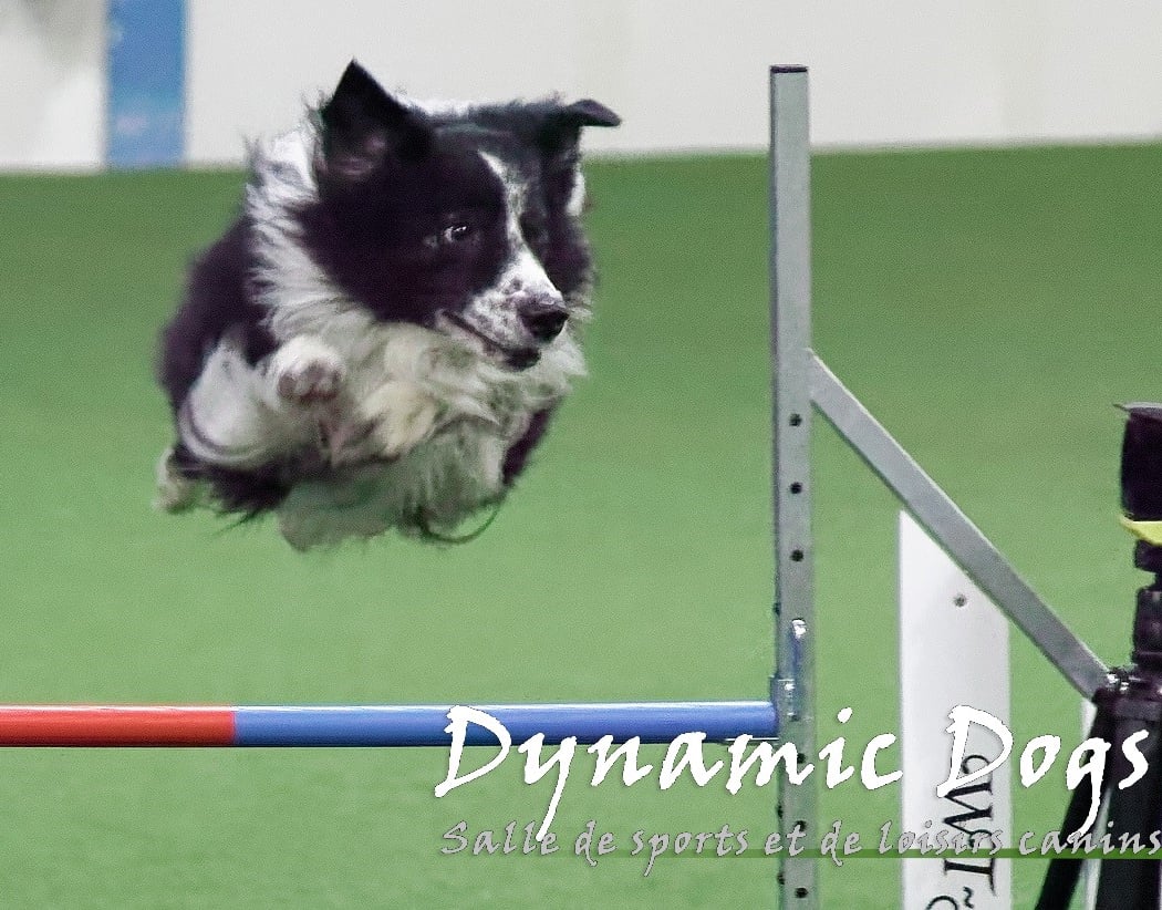 Dynamic Dogs 1